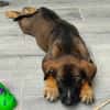 Aribo, mâle croisé berger malinois, né le 10/08/2025 🐶