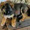 Aribo, mâle croisé berger malinois, né le 10/08/2025 🐶