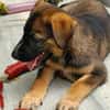Aribo, mâle croisé berger malinois, né le 10/08/2025 🐶