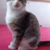 BASIL