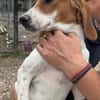 Bandi ist bereit für eine Familie