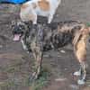 Lydia, süsses Hundemädchen sucht Liebe