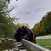 Platz als Zweithund gesucht