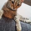 Zuhause gesucht für Jessi