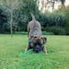 BRODY  Gute Laune auf vier Beinen