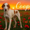 Cooper sucht sein Für-Immer-Zuhause!
