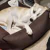 CHUSU * sanfter, freundlicher Hundejunge