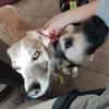 CHUSU * sanfter, freundlicher Hundejunge