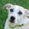 CHUSU * sanfter, freundlicher Hundejunge