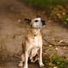 Guille toller Hundebub sucht ein Zuhause