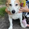 Ruhige kleine Hundedame Latka