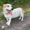 Ruhige kleine Hundedame Latka