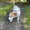 Ruhige kleine Hundedame Latka