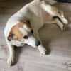 Ruhige kleine Hundedame Latka