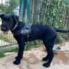TITOU PAA23081