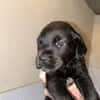 Baloo "En cours d'adoption"