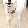 ELMA (Rescate)