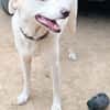 ELMA (Rescate)
