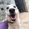 ELMA (Rescate)