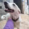 ELMA (Rescate)