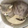 Vaillant chat adulte fiv