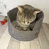 Vaillant chat adulte fiv