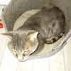 Vaillant chat adulte fiv