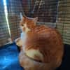 Aston chaton roux et blanc