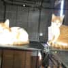 Aston chaton roux et blanc