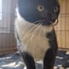 Inko