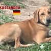 Kassandra - freundlich und sportlich