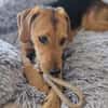 Cindy sucht eine neue Familie