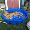 Cindy sucht eine neue Familie