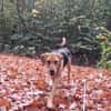 Cindy sucht eine neue Familie