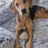 Cindy sucht eine neue Familie