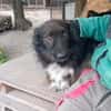 Charmanter Bobi sucht Familie