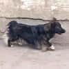 Charmanter Bobi sucht Familie