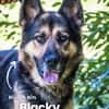 Blacky SI liebevoller Riese
