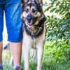 Blacky SI liebevoller Riese