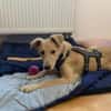 Zuhause gesucht für Hetty