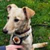 Zuhause gesucht für Hetty