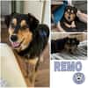 REMO -Lieb & unkompliziert-