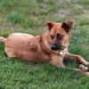 Chica sucht ein Zuhause