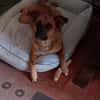 Chica sucht ein Zuhause