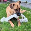 Chica sucht ein Zuhause