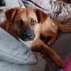 Chica sucht ein Zuhause