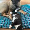 Tolle Mia sucht ein Zuhause