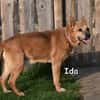 IDA