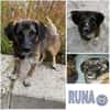 RUNA -zauberhafter Charakter-