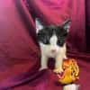 PERDITA